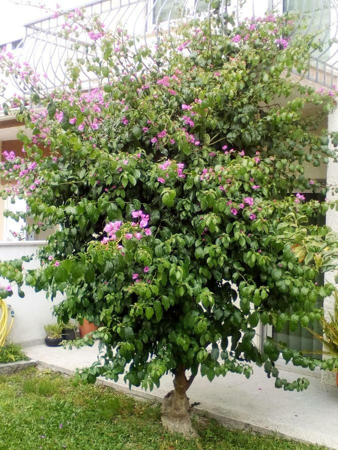 Home Sleep Home Fafe Exterior foto